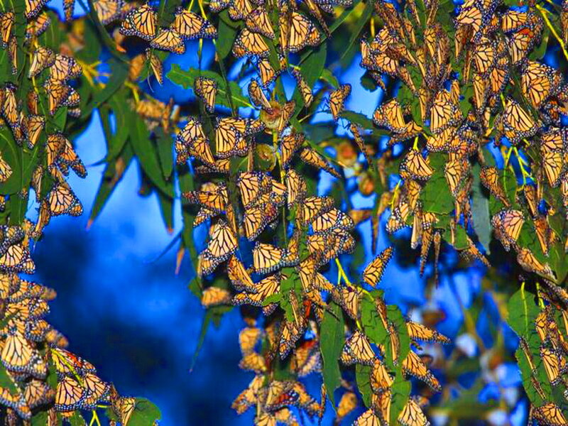 Monarch Butterflies on Tree — Orange, Natural