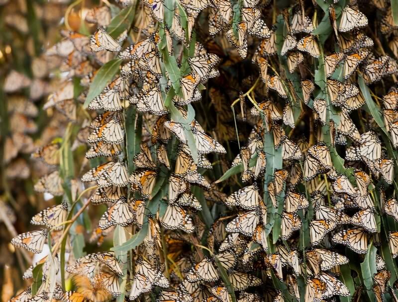 Monarch Butterflies on Tree — Orange