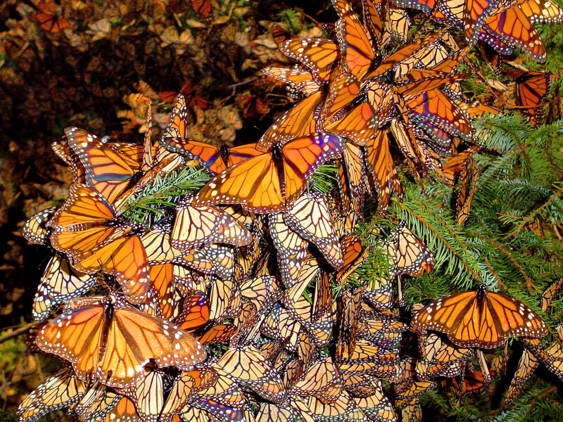 Monarch Butterflies on Tree