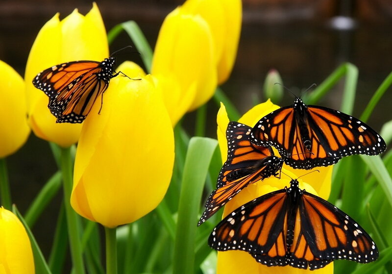 Monarch Butterflies on Tulips