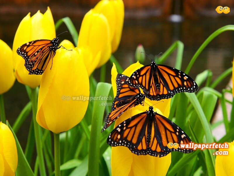 Monarch Butterflies on Tulips — Yellow, Calm, Spring