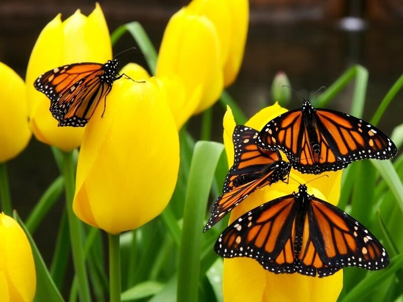 Monarch Butterflies on Tulips — Yellow, Calm
