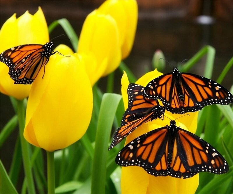 Monarch Butterflies on Tulips — Yellow, Serene, Spring