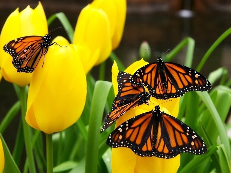 Monarch Butterflies on Tulips — Yellow