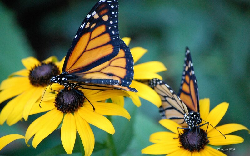 Monarch butterflies on yellow flowers