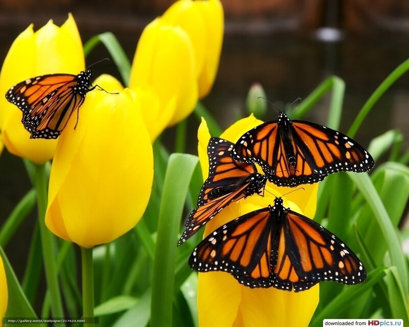 Monarch butterflies on yellow tulips