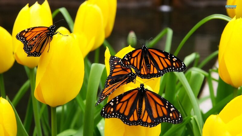 Monarch butterflies on yellow tulips