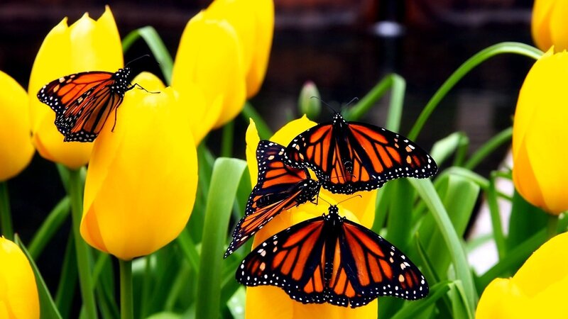 monarch butterflies on yellow tulips