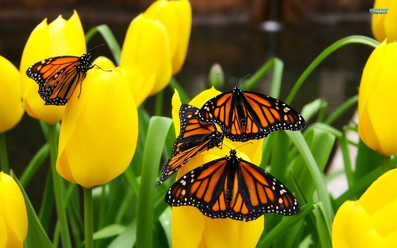 Monarch butterflies on yellow tulips