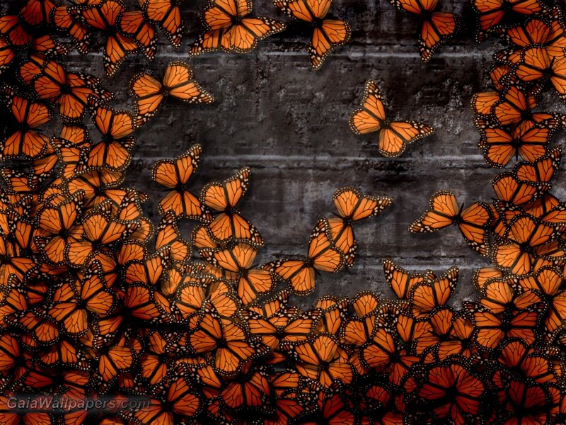 Monarch Butterflies — Orange, Dramatic