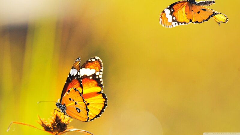 Monarch Butterflies — Orange, Serene