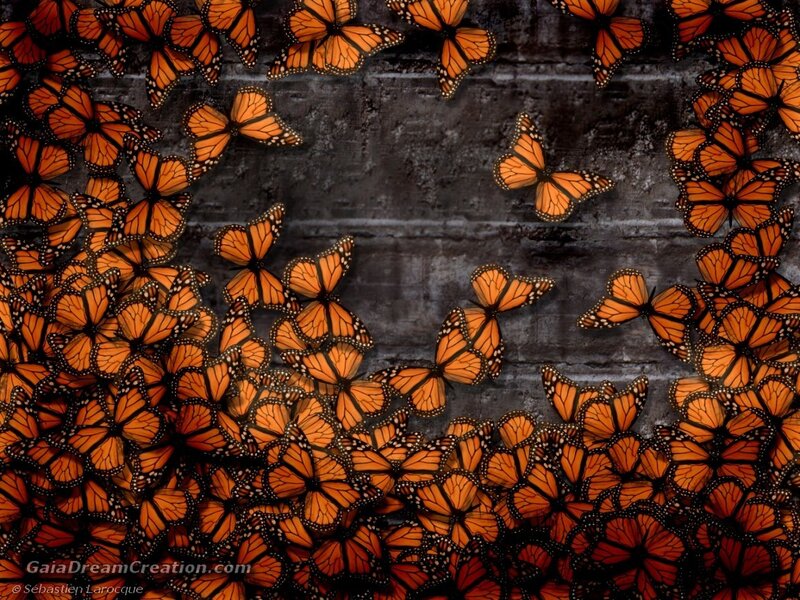Monarch Butterflies — Orange