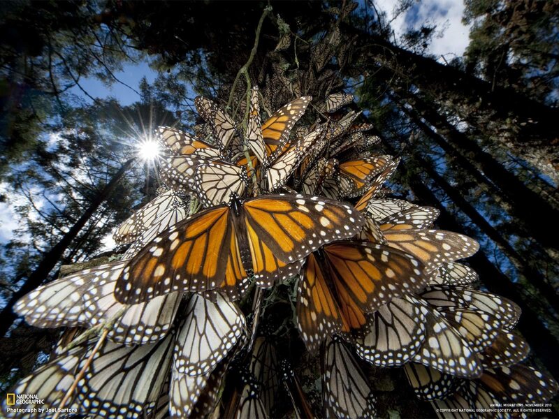 Monarch Butterflies