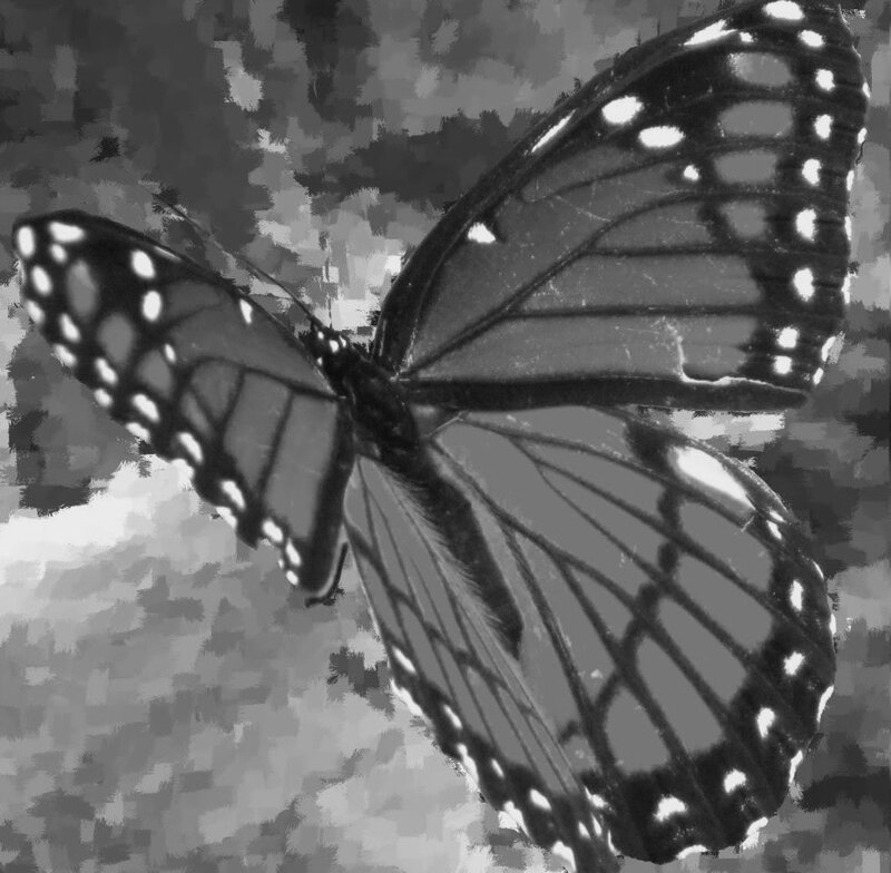 Monarch Butterfly — Black