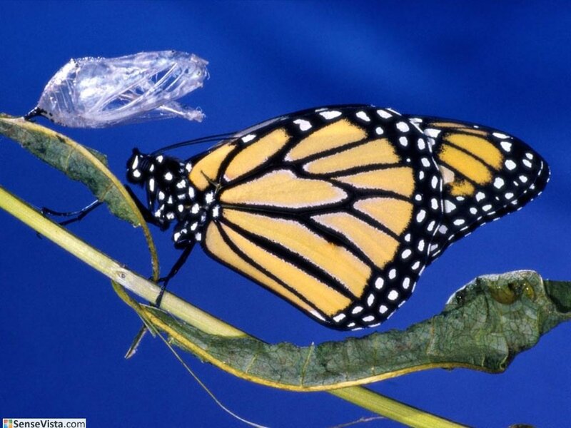 Monarch butterfly emerging