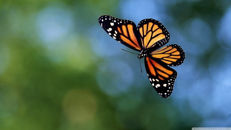 Monarch butterfly in flight