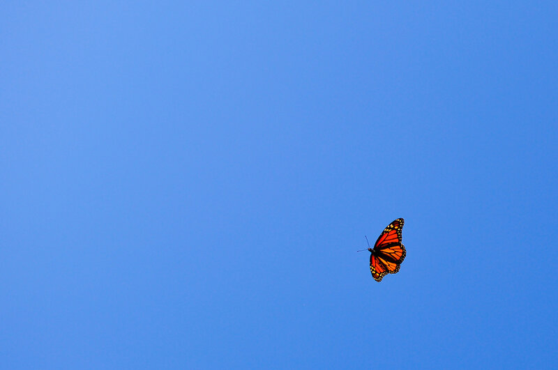 Monarch Butterfly in Flight — Blue