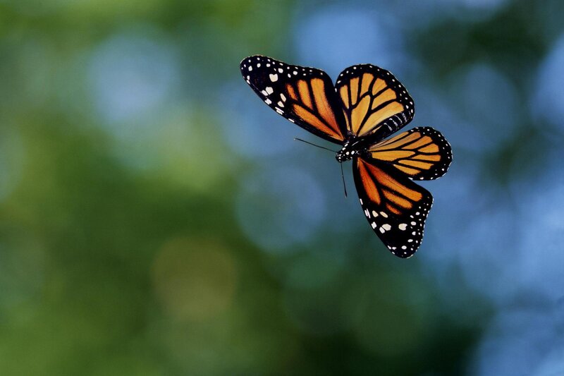 Monarch Butterfly in Flight — Orange, Serene
