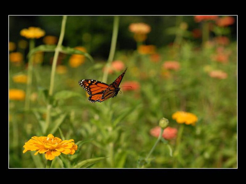 Monarch Butterfly in Flight — Orange