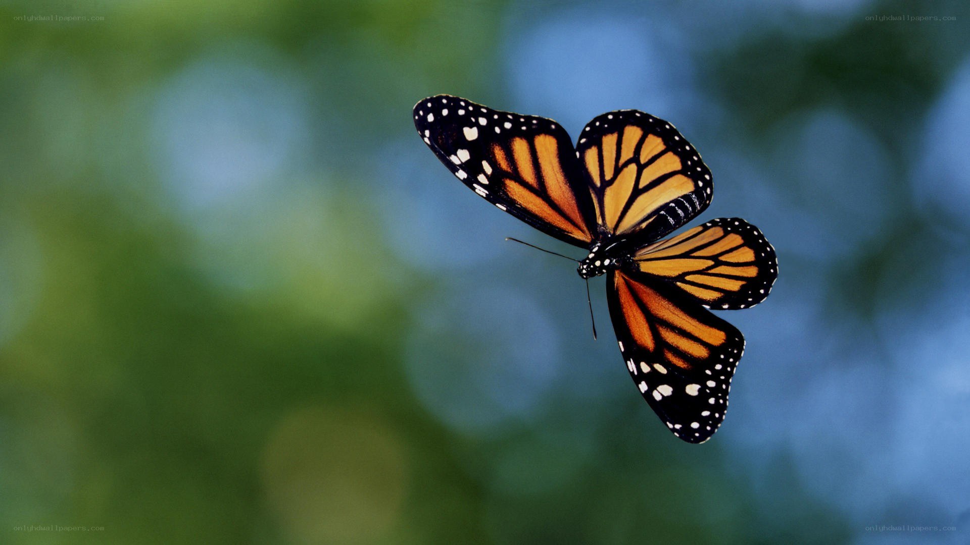 Monarch butterfly in flight