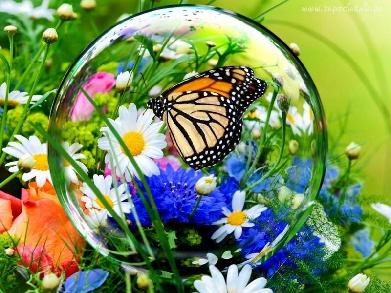 Monarch Butterfly in Glass Dome