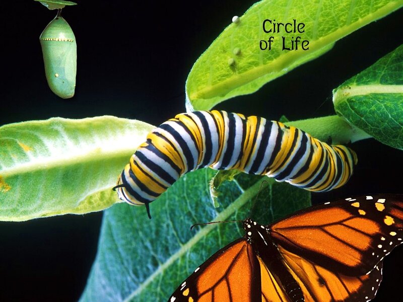 Monarch Butterfly Life Cycle
