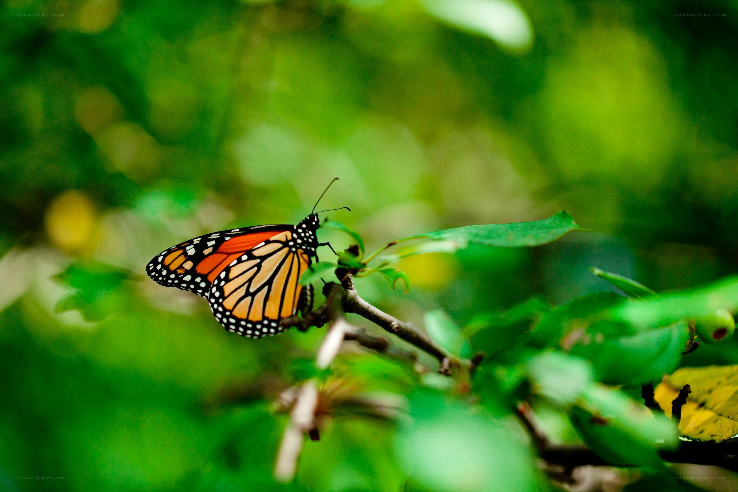 Monarch butterfly on a branch