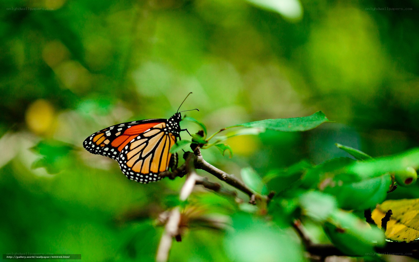 Monarch butterfly on a branch