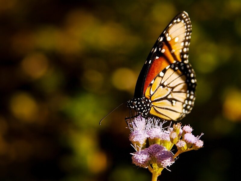Monarch butterfly on a flower