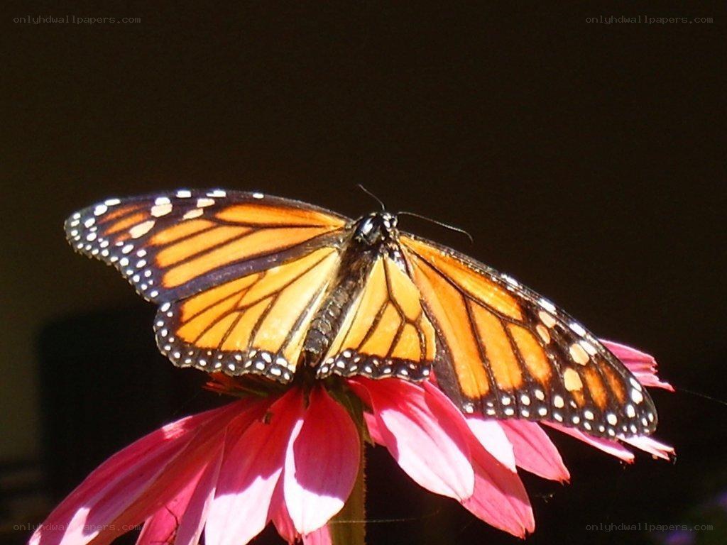 monarch butterfly on a flower