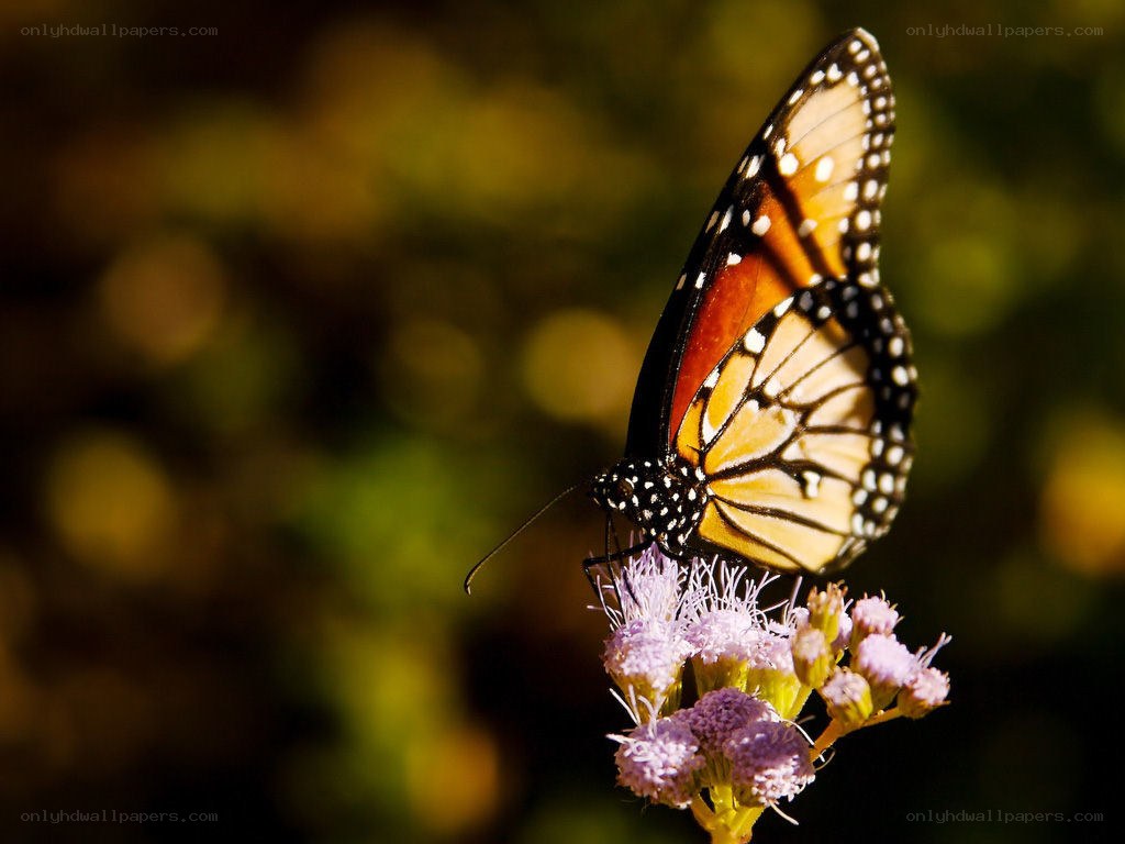 Monarch butterfly on a flower