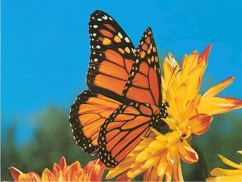 Monarch butterfly on a flower