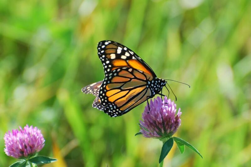 Monarch butterfly on a flower