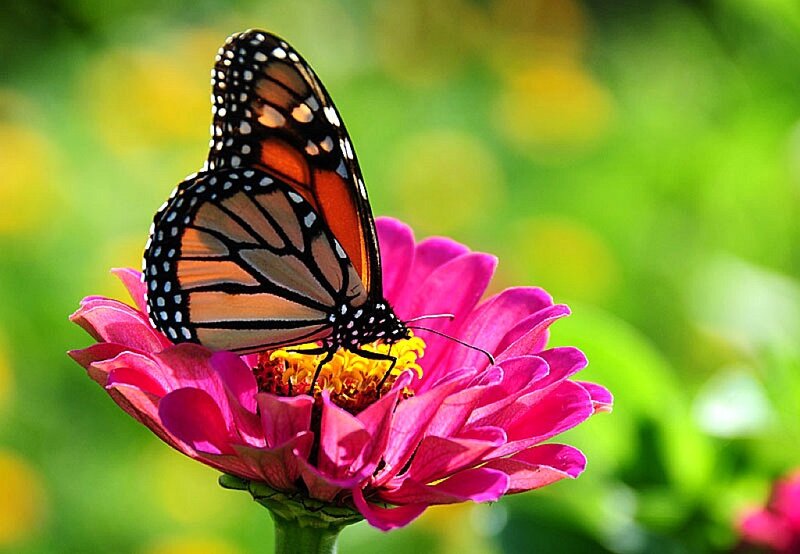 Monarch butterfly on a flower