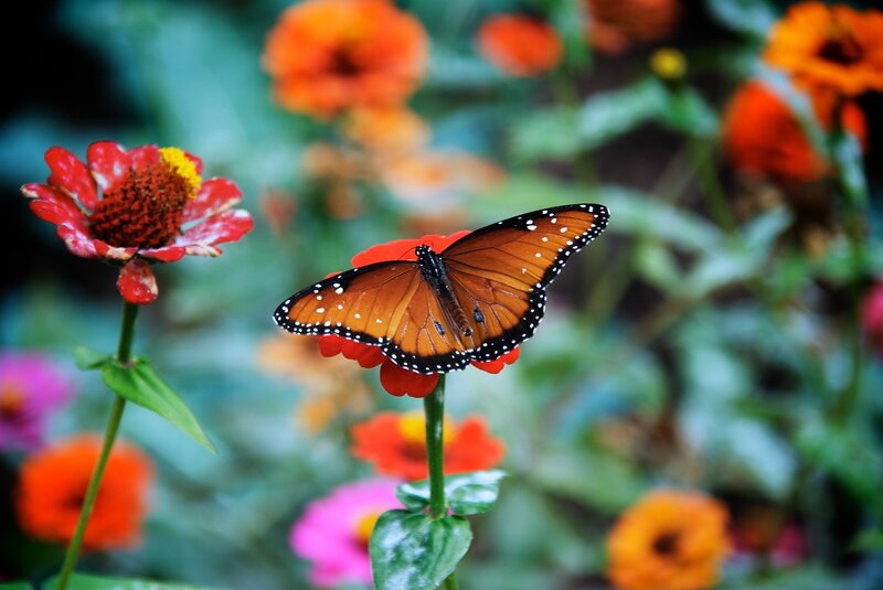 Monarch butterfly on a flower