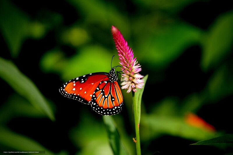 Monarch butterfly on a flower