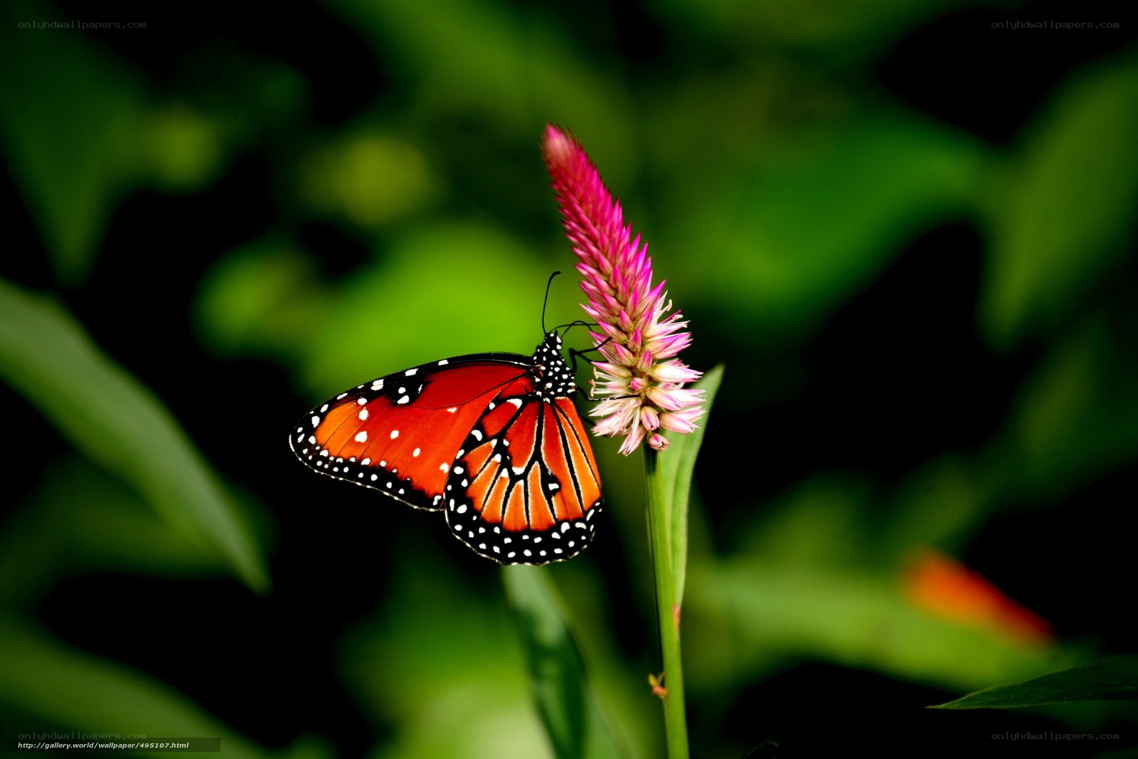 Monarch butterfly on a flower