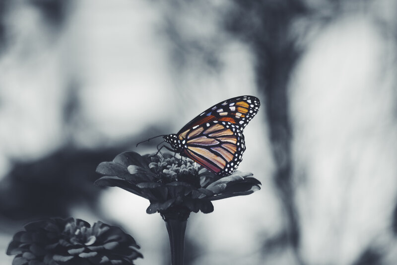 Monarch butterfly on a flower