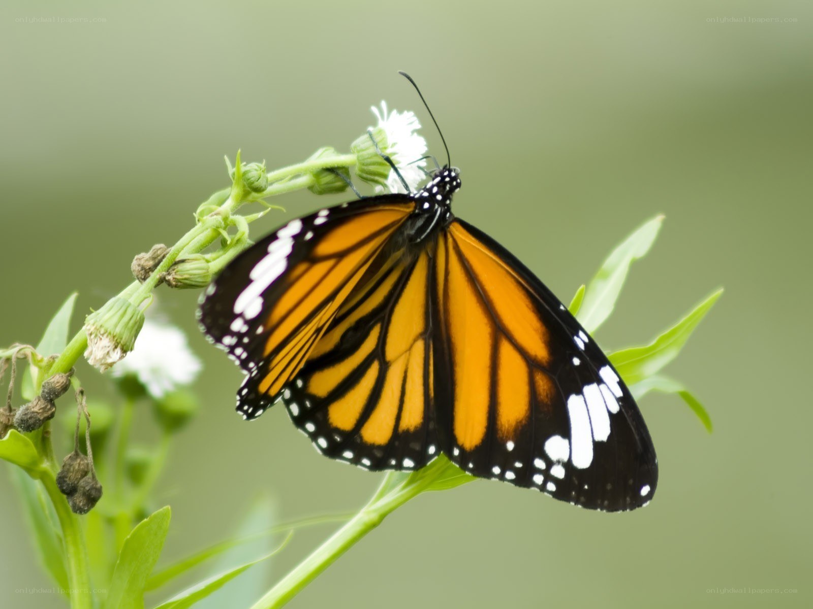 Monarch butterfly on a flower