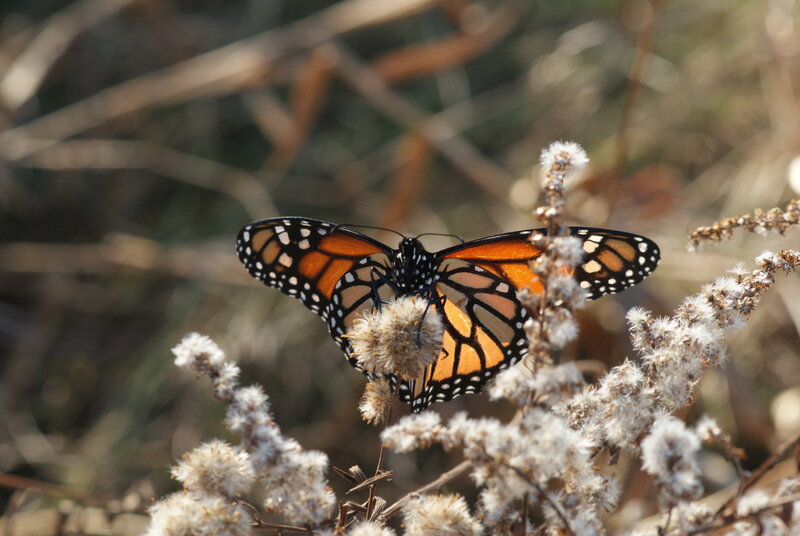 Monarch butterfly on a flower