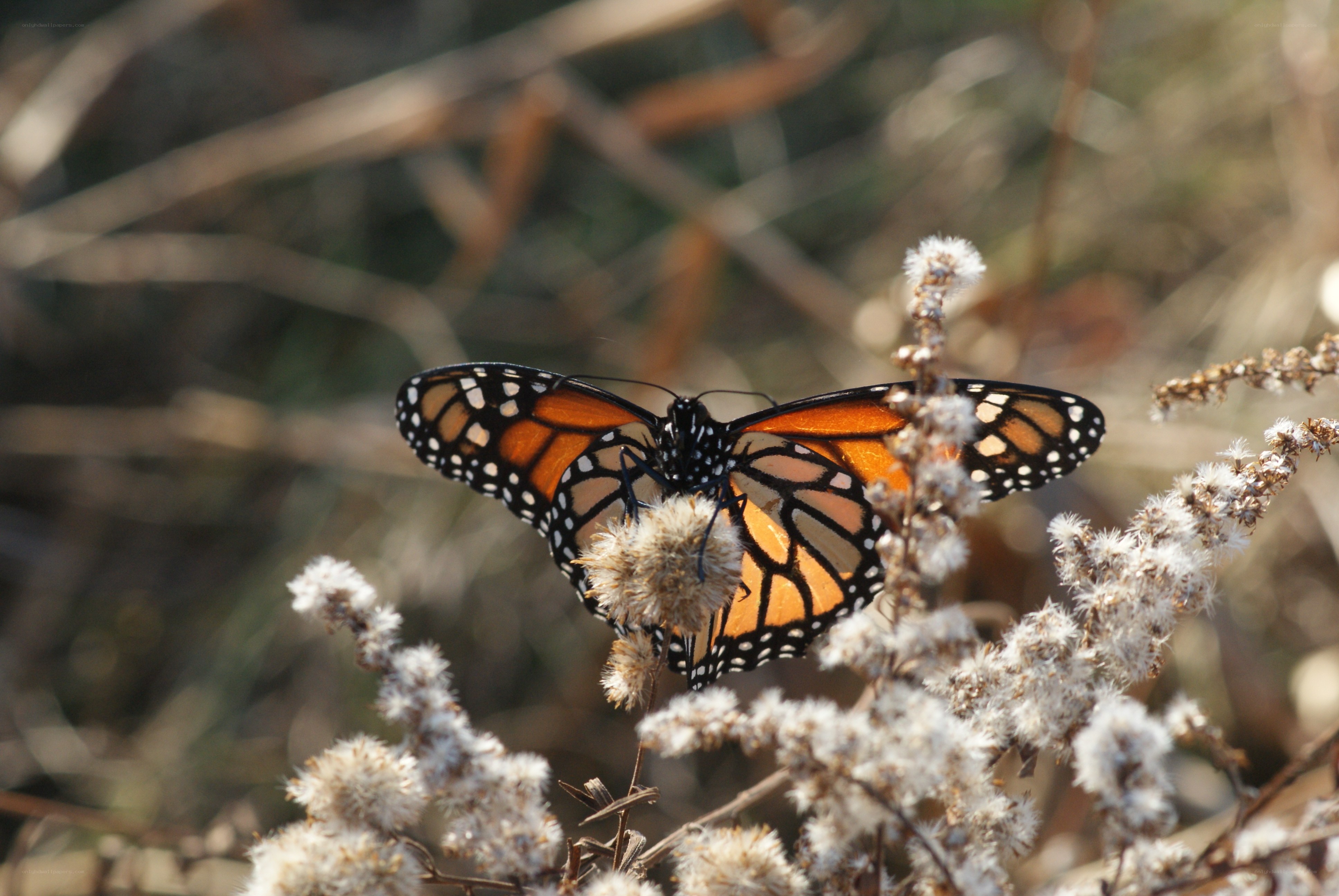 Monarch butterfly on a flower