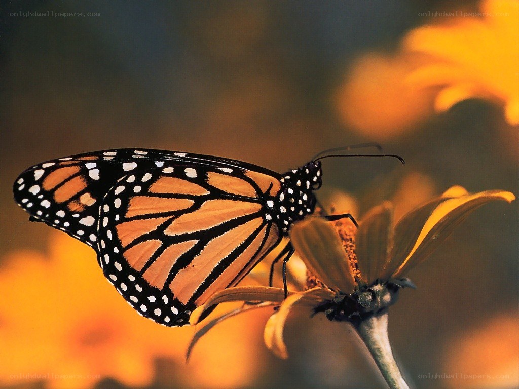 Monarch butterfly on a flower