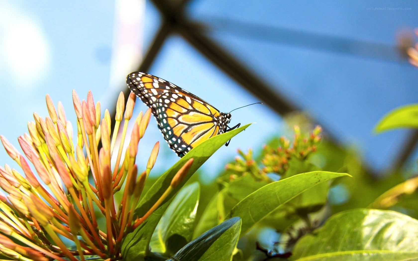 Monarch butterfly on a flower