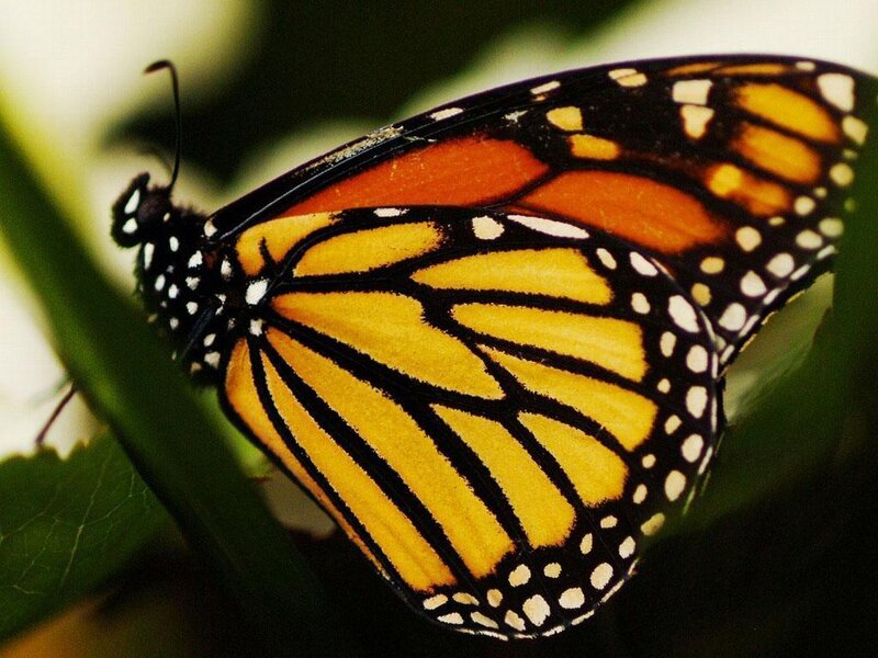 Monarch butterfly on a leaf