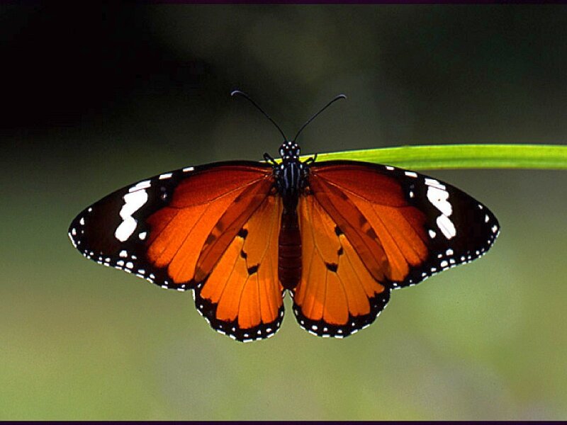 Monarch butterfly on a leaf