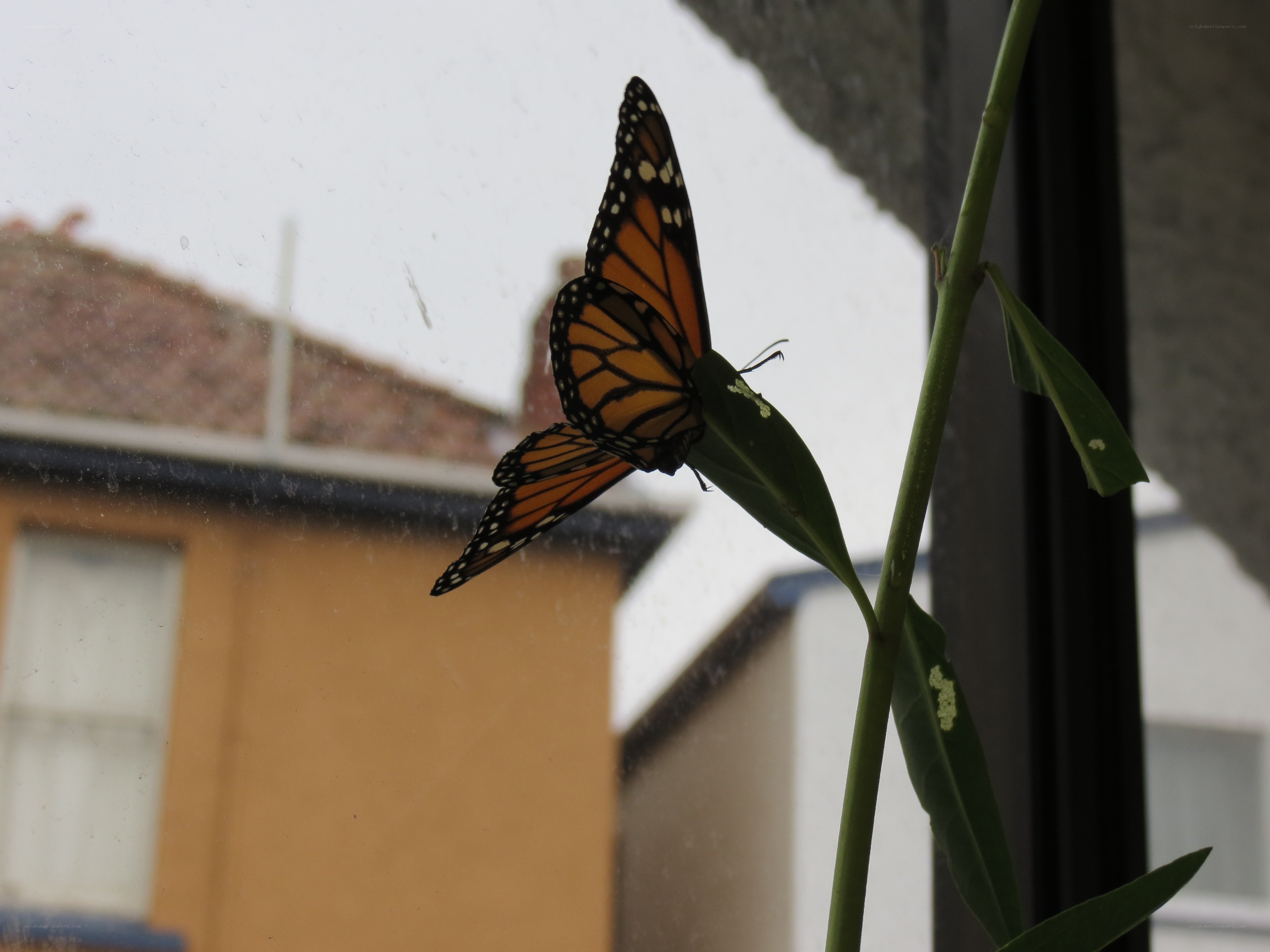 Monarch butterfly on a leaf