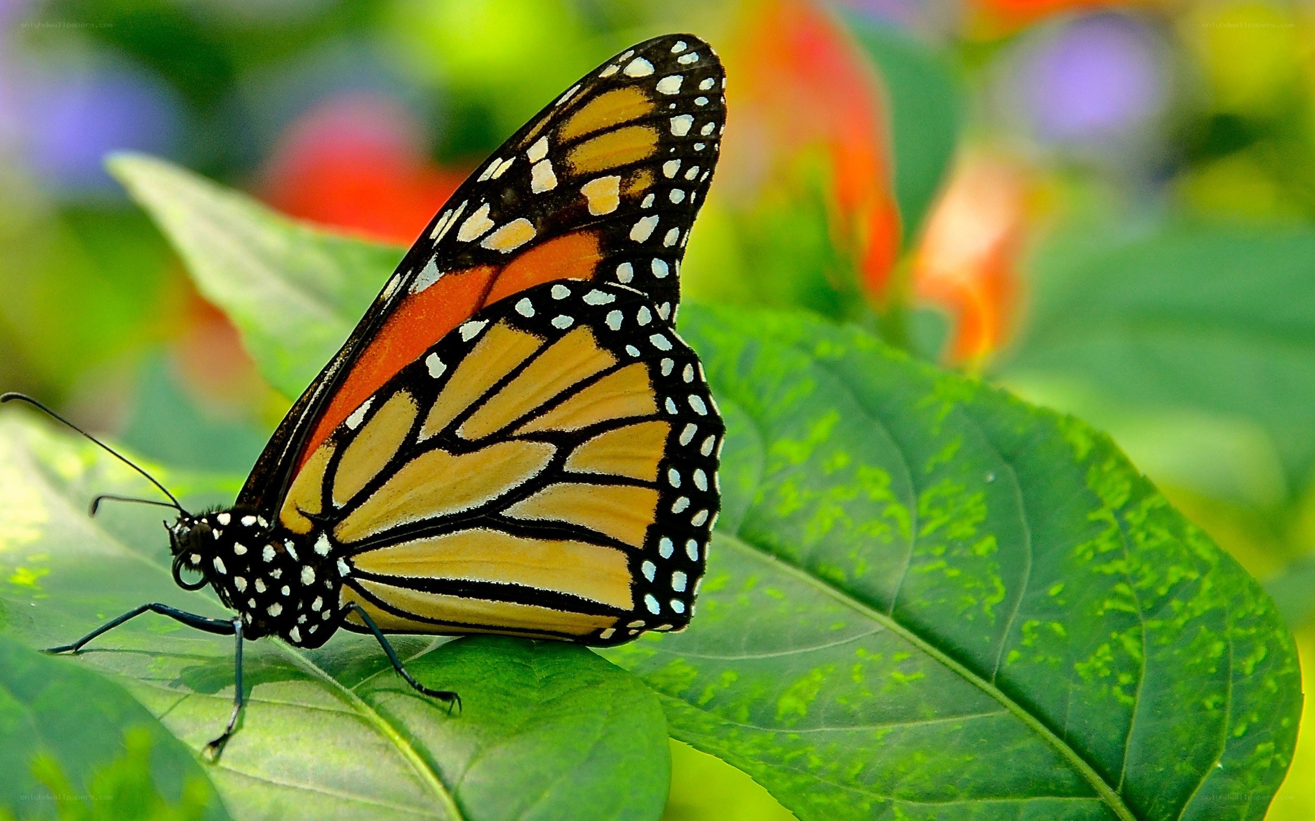 Monarch butterfly on a leaf
