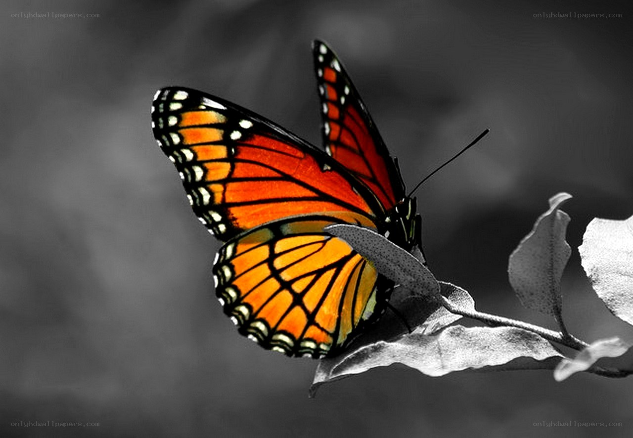 Monarch butterfly on a leaf