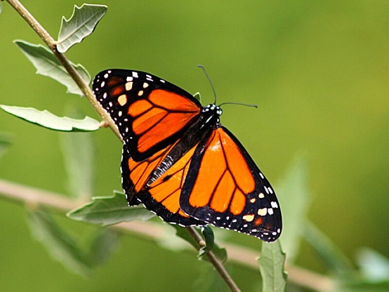 monarch butterfly on a leaf