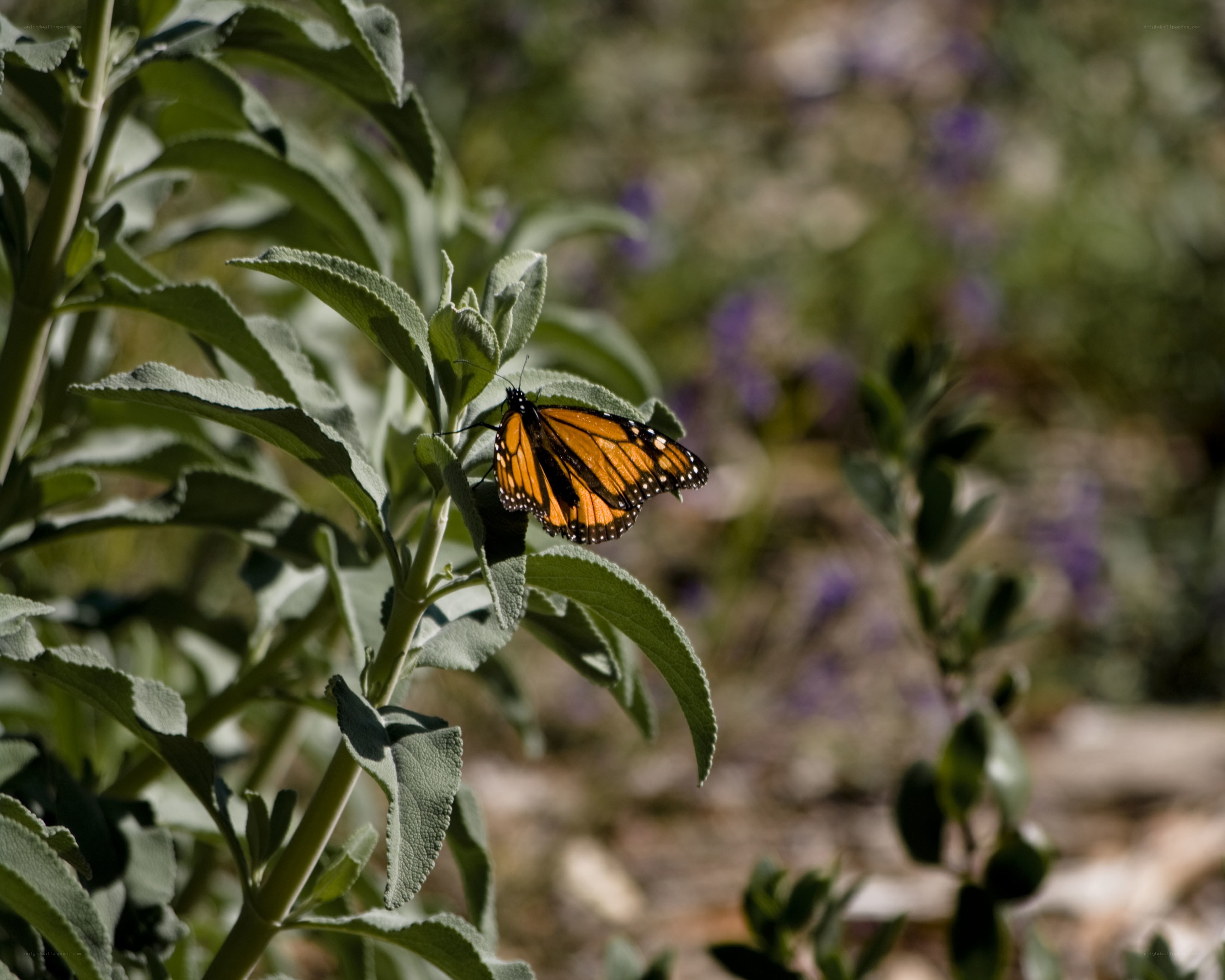 Monarch butterfly on a leaf